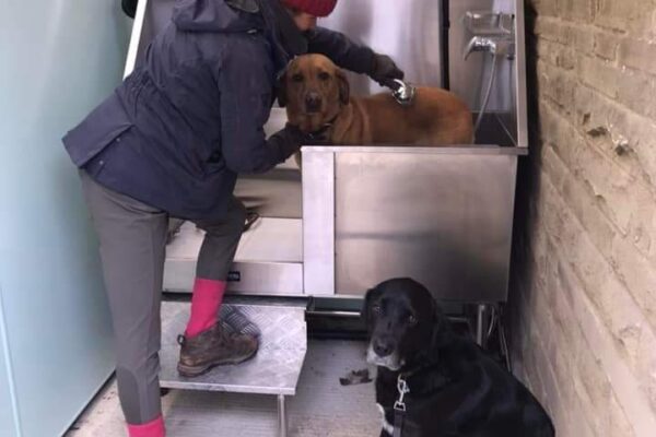 Dog wash